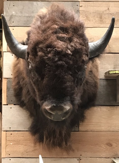 Prachtige opgezette bizon kop voor aan de muur