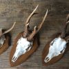 We have a very nice collection of capital roe buck antlers.