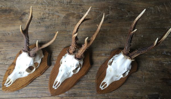 We have a very nice collection of capital roe buck antlers.