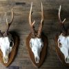 We have a very nice collection of capital roe buck antlers.