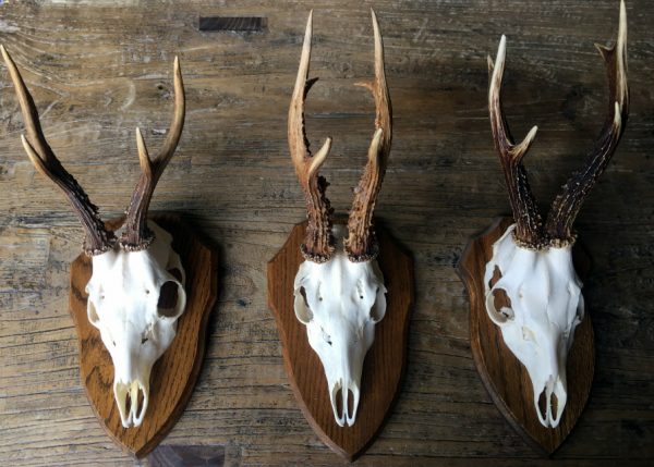 We have a very nice collection of capital roe buck antlers.