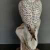 White Gyrfalcon. From €1.200,- for €950,-