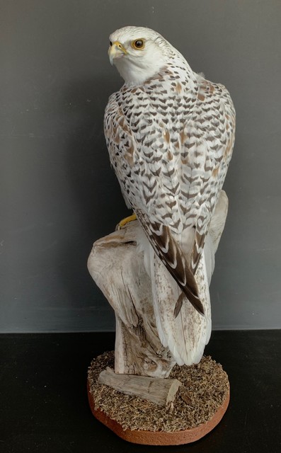 White Gyrfalcon. From €1.200,- for €950,-
