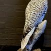 White Gyrfalcon. From €1.200,- for €950,-