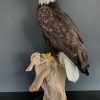 Taxidermy gray Gyrfalcon