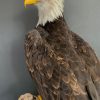 VO 551, Seltener ausgestopfter weißkopfseeadler