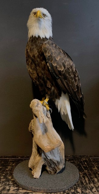 Stuffed bald 2025 eagle for sale