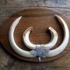 wild boar teeth on oak panel