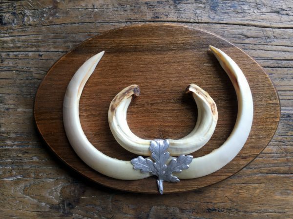 wild boar teeth on oak panel