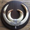 Lot 5, 12 wild boar tusks on wooden panel