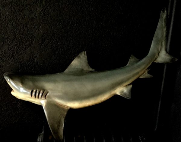 Wonderful faithful replica of a shark