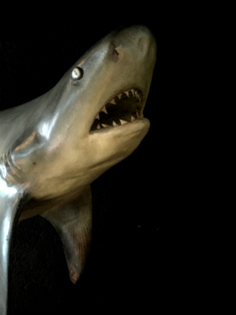 Wunderbare originalgetreue Nachbildung eines Hais