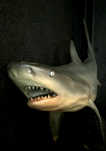 Wunderbare originalgetreue Nachbildung eines Hais
