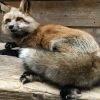 Wunderbar ausgestopften Canadian Fuchs