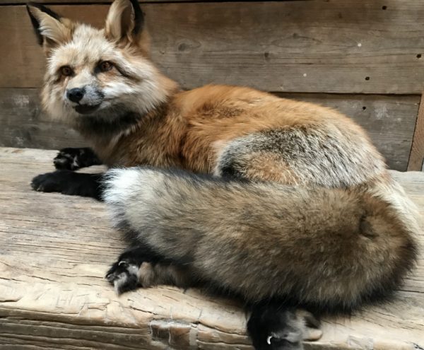 Wonderful stuffed Canadian fox