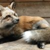 Wonderful stuffed Canadian fox