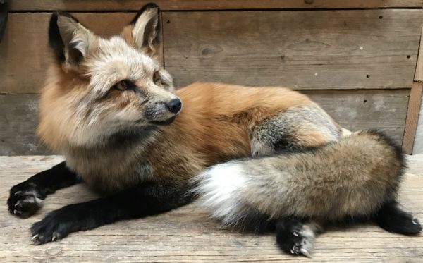 Wunderbar ausgestopften Canadian Fuchs