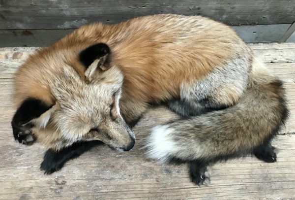 Wunderbar ausgestopften Canadian Fuchs