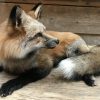 Wunderbar ausgestopften Canadian Fuchs