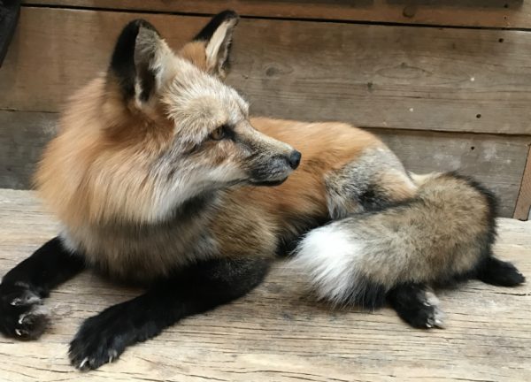 Prachtig opgezette Canadese vos