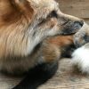 Wunderbar ausgestopften Canadian Fuchs