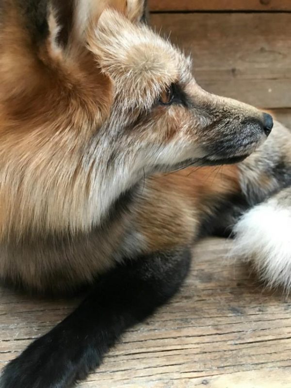 Wonderful stuffed Canadian fox