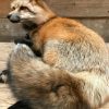 Prachtig opgezette Canadese vos