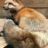 Wunderbar ausgestopften Canadian Fuchs