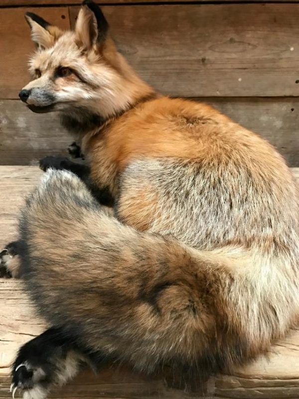 Wonderful stuffed Canadian fox