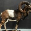 Wonderful stuffed mouflon