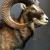 Wonderful stuffed mouflon