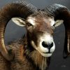 Wonderful stuffed mouflon