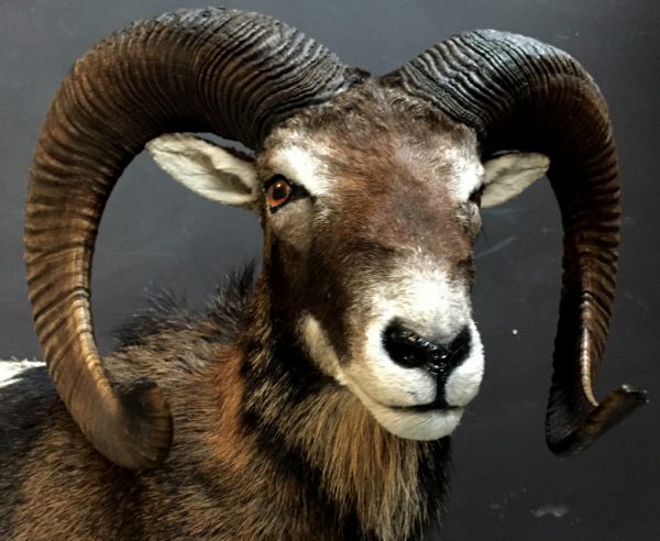 Wonderful stuffed mouflon