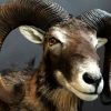 Wonderful stuffed mouflon