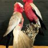 Wonderful stuffed pink cockatoos