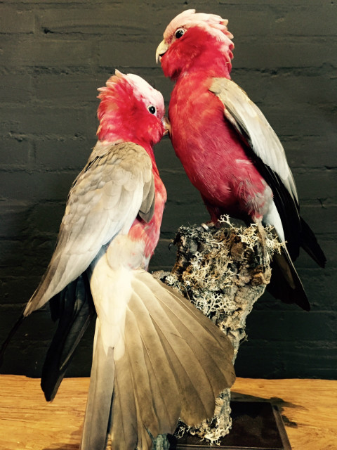 Wonderful stuffed pink cockatoos