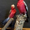Wunderbare ausgestopfter rosa Kakadus