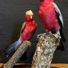 Wonderful stuffed pink cockatoos