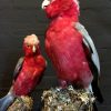 Prachtige opgezette rosé kaketoes
