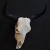 Yak skulls