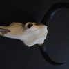 Yak skulls