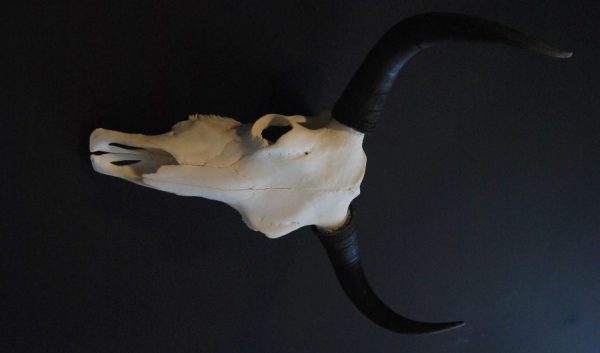 Yak skulls