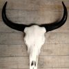 Echte gemetalliseerde schedel van een Kaapse buffel