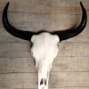 Skulls of water buffalo