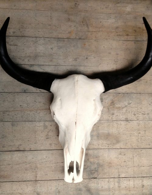 Yak skulls