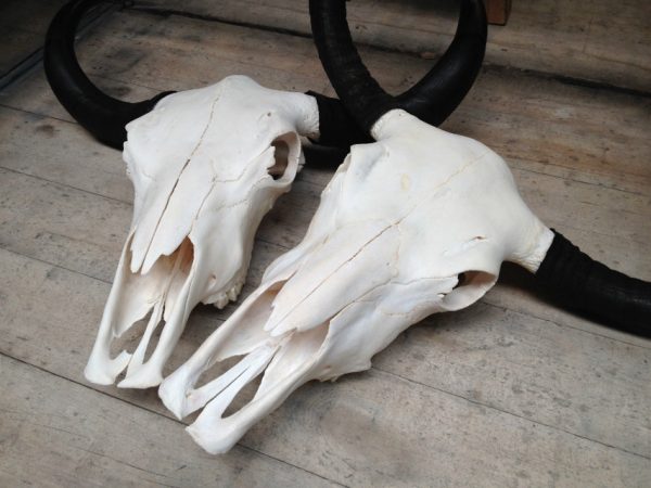 Yak skulls