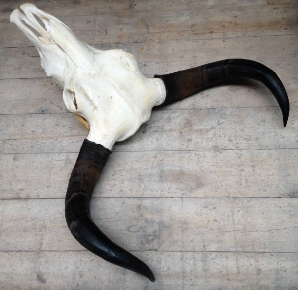 Yak skulls