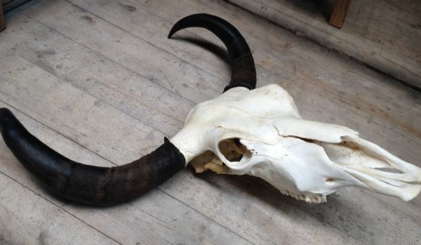 Yak skulls