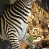 Zebra Half mount