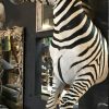 Zebra Half mount